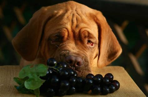 Can Dogs Eat Grapes? - Risks, Symptoms & Treatment