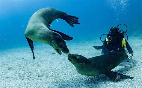 Galapagos Diving - 3 Best Ways by Liveaboard, Land or Cruise