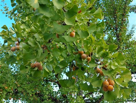 Daniel's Pacific NW Garden: More Gingko photos