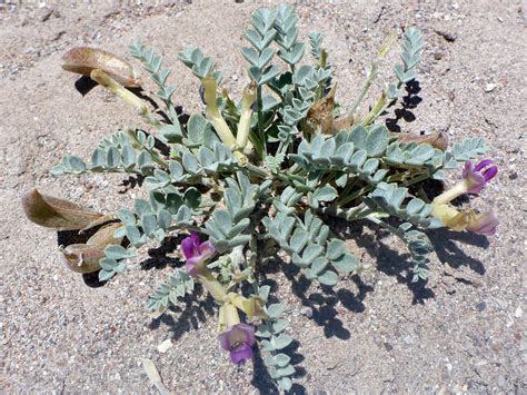 Low-growing plant - photos of Astragalus Amphioxys, Fabaceae