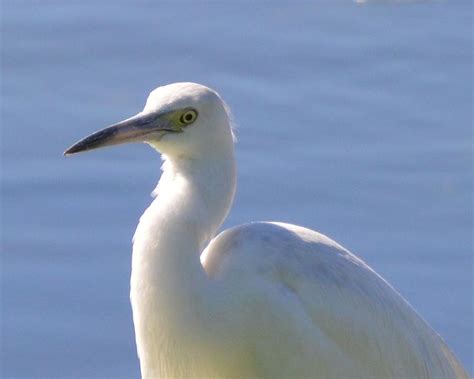 Juvenile Little Blue Heron Photograph by Karen Sturgill | Fine Art America