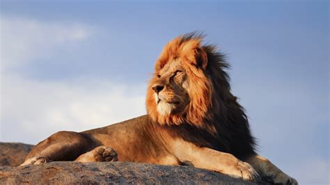 Lion is Sitting On Rock With Blue Sky Background HD Lion Wallpapers ...