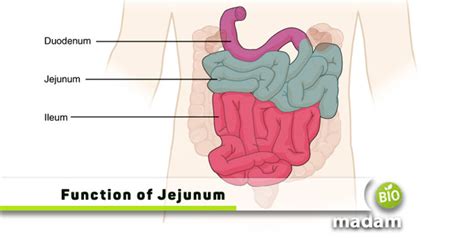 Function of Jejunum in Digestive System - biomadam