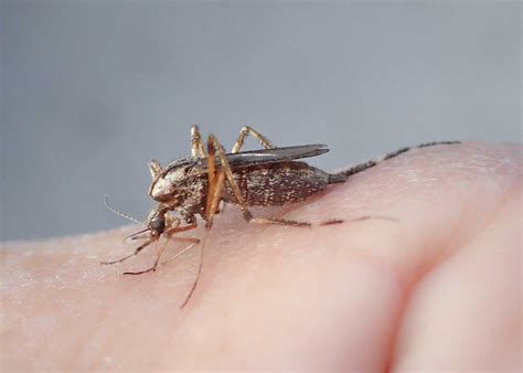 Psorophora Ciliata aka The Shaggy-Legged Gallinipper – Field Station