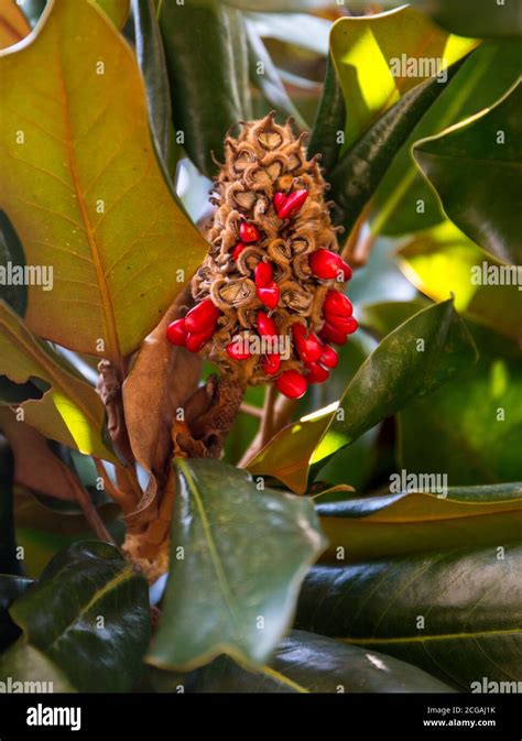 Closeup of a ripe magnolia tree seed pod ready to drop its red seeds Stock Photo - Alamy