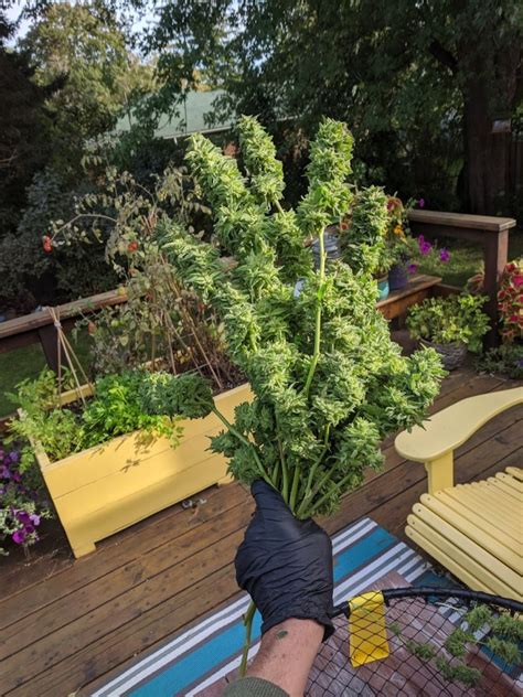 How to Grow Cannabis Outdoors: Start to Finish - GrowDoctor Guides