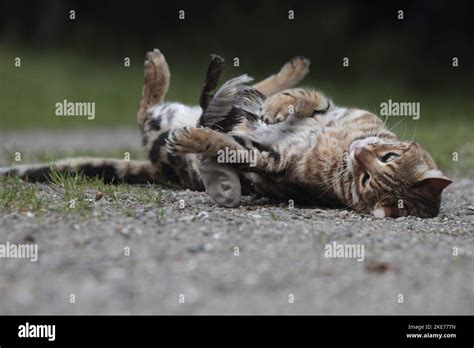 playing Bengal Cat Stock Photo - Alamy