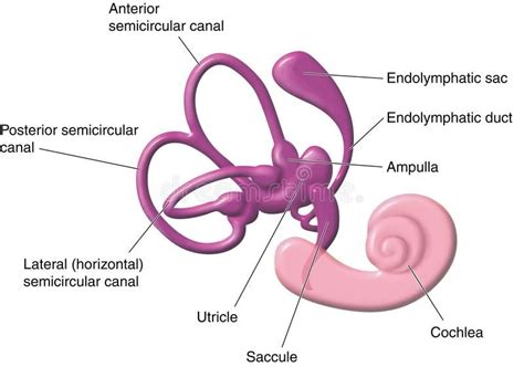 Vestibular apparatus of the ear. The semicircular canals, vestibule and cochlea #Sponsored , # ...