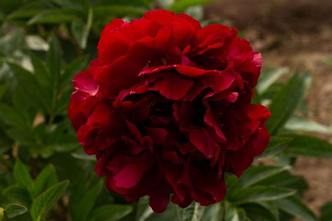 Brooks Gardens Peonies — Nine Dark Red Peonies to Fall in Love With