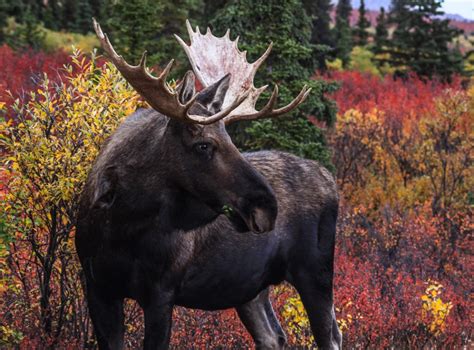 Wildlife in the Fall, Denali NP - Light and Landscapes