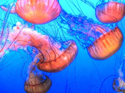 coral jellyfish - Google Search | underwater images | Pinterest | Jellyfish, Coral and Search