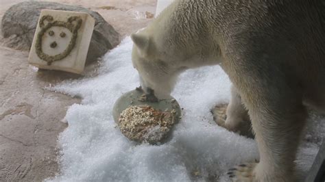 NC Zoo polar bear eats treats for special day | wfmynews2.com