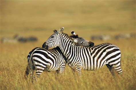 Learn About the Masai Mara Animal Reserve in Kenya