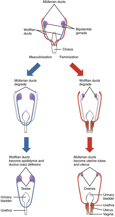 Fetal Development · Anatomy and Physiology