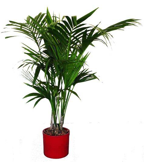 The Kentia Palm | Kentia palm, House plants, Howea