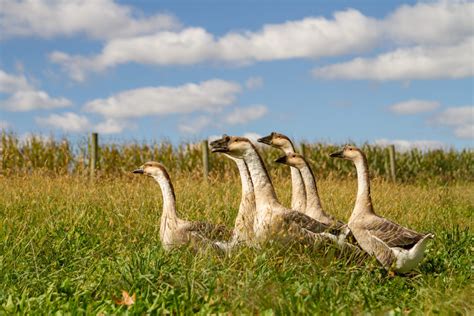 Brown Chinese Geese | Freedom Ranger’s Family of Hatcheries