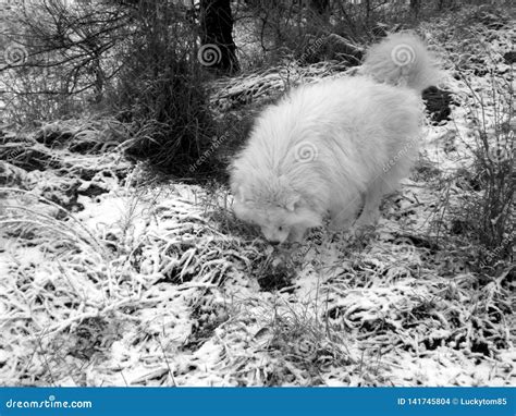 Male Samoyed Dog Playing Joyfully in the Snow Stock Photo - Image of hair, male: 141745804