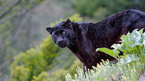 🔥 this Black panther where you can observe that black rosettes are ...