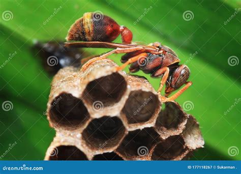 Macro Shot of Brown Wasp on the Nest Stock Image - Image of danger ...