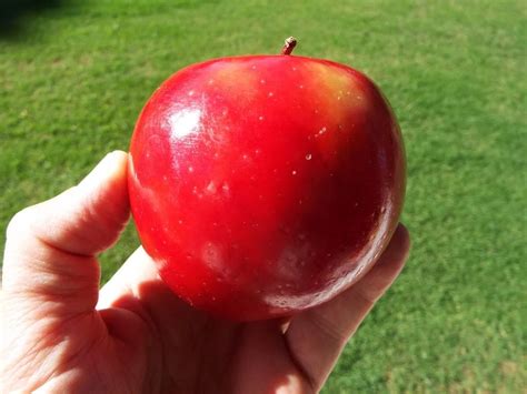 Red Rome Apple Trees: How To Grow A Red Rome Apple Tree