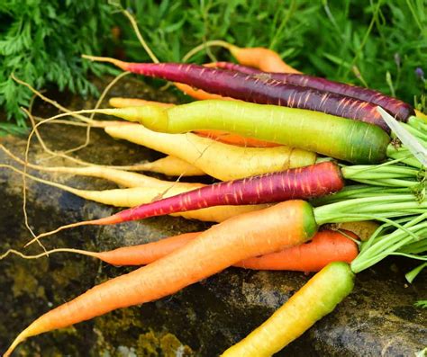 How to Grow Carrots in Raised Beds & 4 Varieties to Try