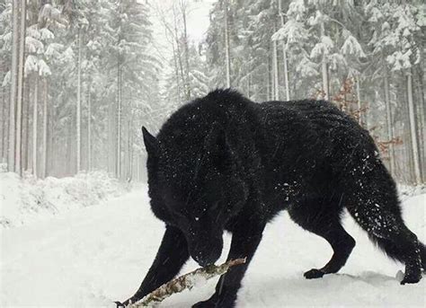 🔥 A black wolf is a melanistic colour variant of the gray wolf (Canis ...