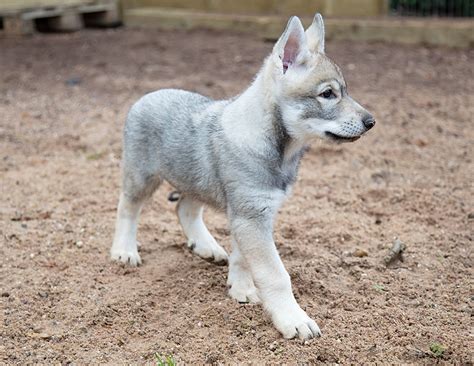 Saarloos wolfdog - Temperament, Lifespan, Shedding, Puppy