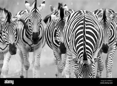 Plains Zebra, South Africa Stock Photo - Alamy