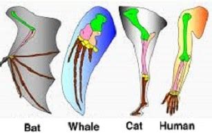 Difference Between Homologous And Analogous Organs With Examples..