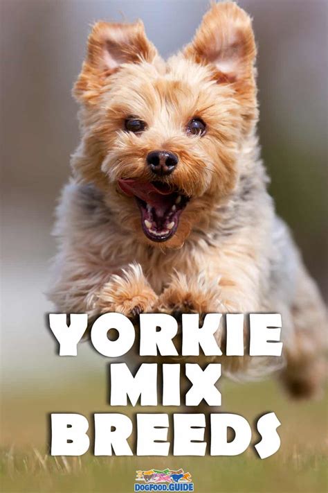 18 Fascinating Yorkie Mix Breeds: The Tiny and Determined