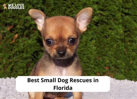 8 Best Small Dog Rescues in Florida!