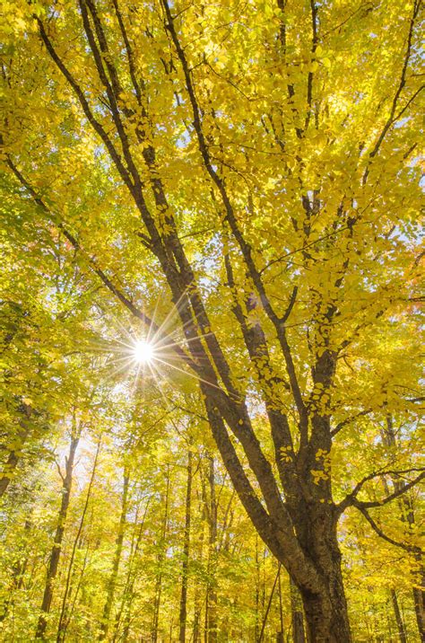 Vermont Fall Foliage - Alan Crowe Photography