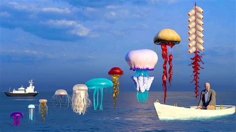 Jellyfish Size Comparison | 3D - YouTube