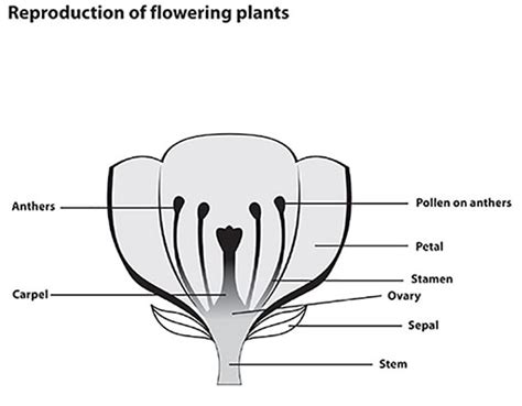 OLCreate: TESSA_MLW Module 1: Science - Looking at Life: Resource 2: Reproduction in flowering ...