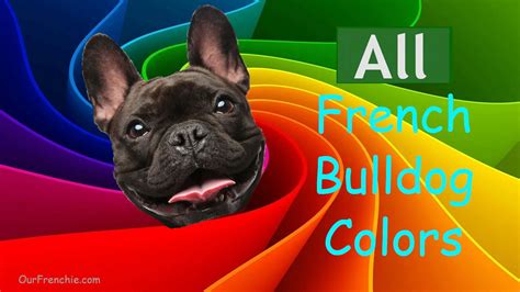 French Bulldog Colors – OurFrenchie