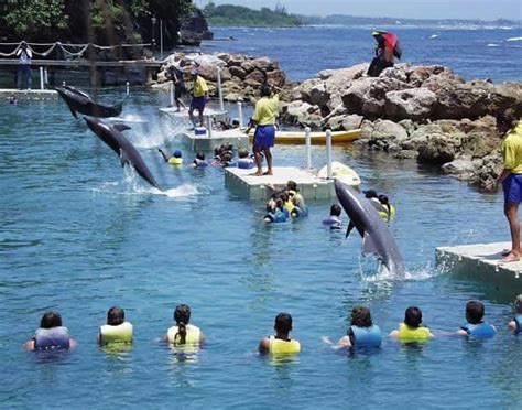 Dolphin Cove Ocho Rios Jamaica Tours - Jamaica Get Away Travels