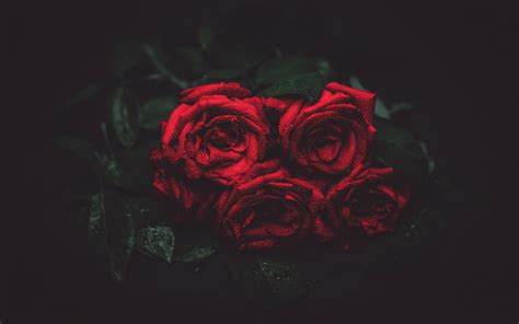 Download Flower Red Rose Nature Rose 4k Ultra HD Wallpaper