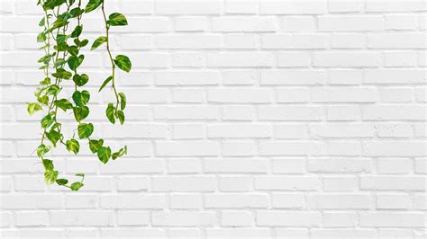 Hanging Plant Zoom Background With Clean White Brick Wall, Virtual ...