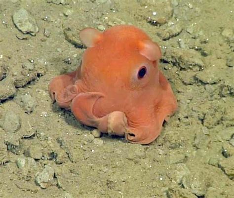 This Tiny Octopus Is So Cute Scientists Just Might Name It 'Adorabilis' | Discover Magazine