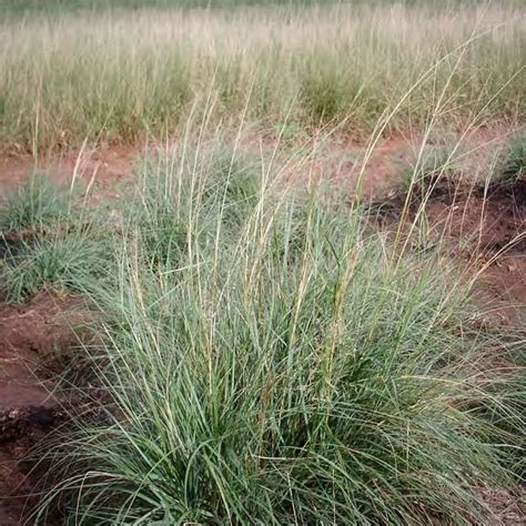 Texoka Buffalograss - Bouteloua dactyloide - Great Basin Seed