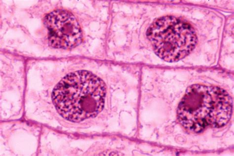 The Stages of Mitosis and Cell Division | Mitosis, Division, Biology