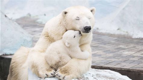 Polar Bear With Cubs 4K HD Wallpapers | HD Wallpapers | ID #30992