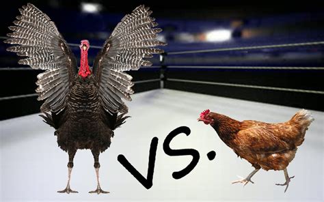 Turkey vs Chicken - Good Whole Food