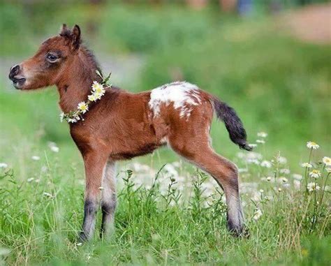 Baby Images Of Horses – Baby tickers