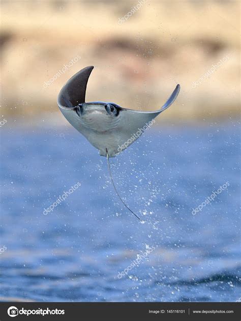 Mobula ray jumping out of water Stock Photo by ©SURZet 145116101