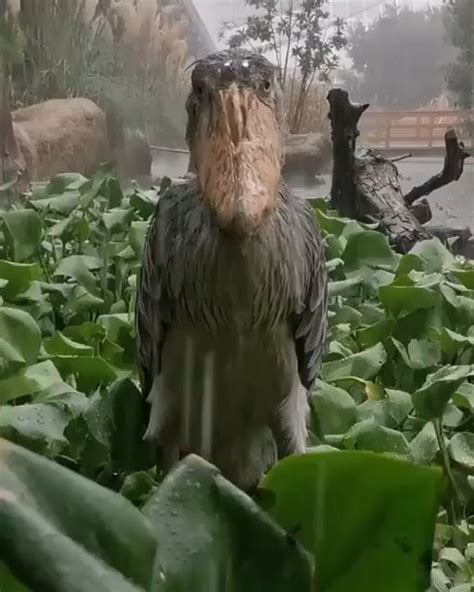 Shoebill stork looks fake : r/oddlyterrifying