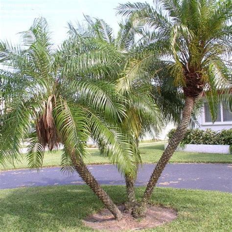 Pygmy Date Palm Seeds phoenix Roebelenii 10 seeds in - Etsy | Coqueiros para jardim, Paisagismo ...