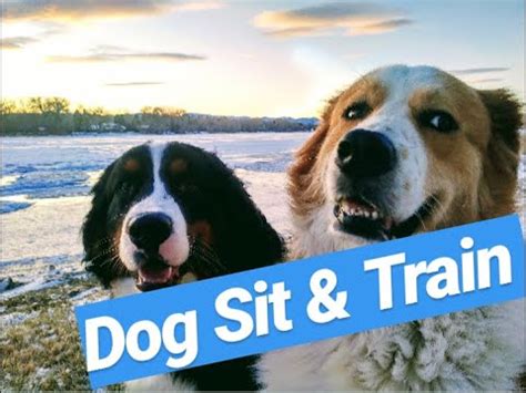 FreeLance's Dog Sitting & Training - YouTube