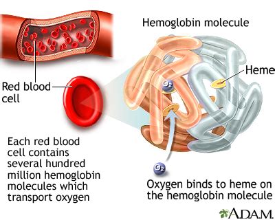 Hemoglobin Information | Mount Sinai - New York