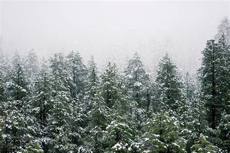 Snowy Pine trees Photograph by Artpics - Pixels Merch